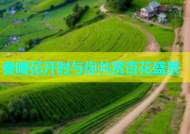 春暖花开时与你共赏杏花盛景